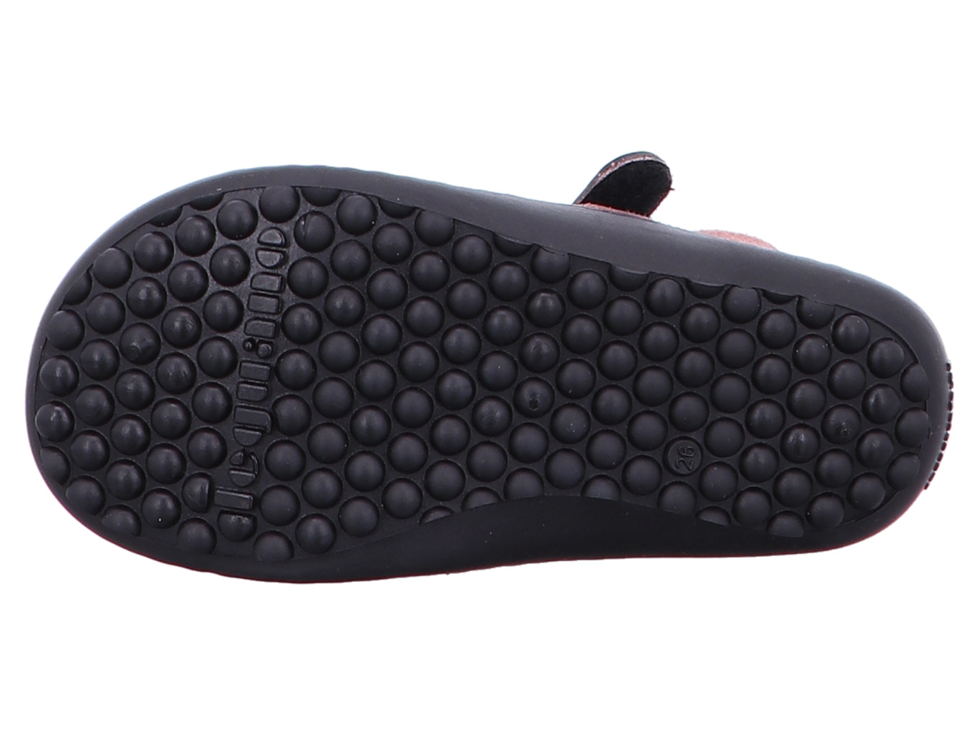 leguano_leguanito_jarina_leguanito_jarina_ros__6166